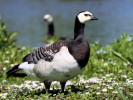 Barnacle Goose (WWT Slimbridge 26/05/12) ©Nigel Key