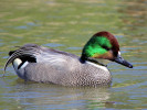 Falcated Duck (WWT Slimbridge 26/05/12) ©Nigel Key
