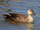 Spot-Billed Duck (WWT Slimbridge 26/05/12) ©Nigel Key