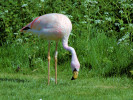 James's Flamingo (WWT Slimbridge 26/05/12) ©Nigel Key