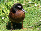 Laysan Duck (WWT Slimbridge 26/05/12) ©Nigel Key