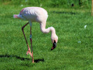 Lesser Flamingo (WWT Slimbridge 26/05/12) ©Nigel Key
