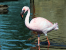 Lesser Flamingo (WWT Slimbridge 26/05/12) ©Nigel Key