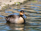Philippine Duck (WWT Slimbridge 26/05/12) ©Nigel Key