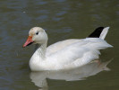 Snow Goose (WWT Slimbridge 26/05/12) ©Nigel Key
