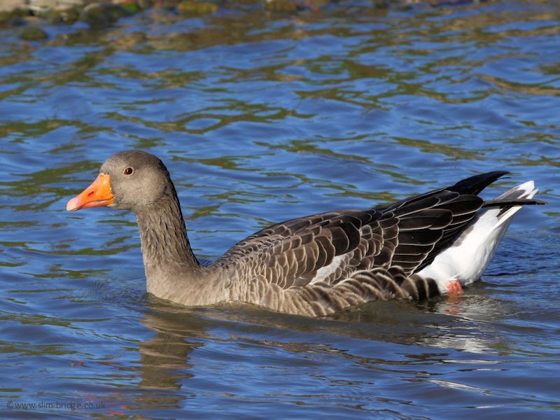 Greylag Goose (WWT Slimbridge 27/10/12) ©Nigel Key
