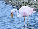 James's Flamingo (WWT Slimbridge October 2012) - pic by Nigel Key