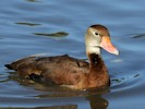 Black-Bellied Whistling Duck (WWT Slimbridge 27/10/12) ©Nigel Key