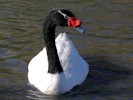 Black-Necked Swan (WWT Slimbridge 27/10/12) ©Nigel Key