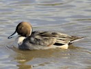 Northern Pintail (WWT Slimbridge October 2012) - pic by Nigel Key