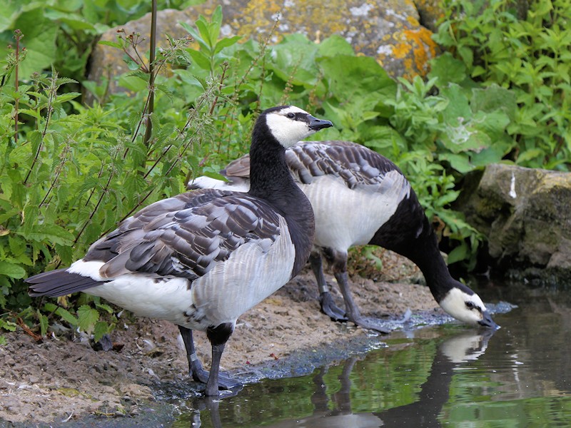 Barnacle Goose (WWT Slimbridge 28/07/12) ©Nigel Key