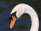 Mute Swan (WWT Slimbridge 28/07/12) ©Nigel Key