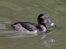 Ring-Necked Duck (WWT Slimbridge 28/07/12) ©Nigel Key