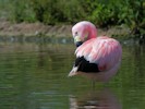 Andean Flamingo (WWT Slimbridge 28/07/12) ©Nigel Key