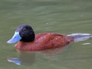 Argentinian Ruddy Duck (WWT Slimbridge 28/07/12) ©Nigel Key