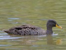 Yellow-Billed Duck (WWT Slimbridge July 2012) - pic by Nigel Key