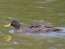 Yellow-Billed Duck (WWT Slimbridge 28/07/12) ©Nigel Key