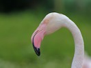 Greater Flamingo (WWT Slimbridge 28/07/12) ©Nigel Key