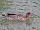 Magellan Goose (WWT Slimbridge 28/07/12) ©Nigel Key