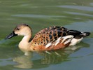 Wandering Whistling Duck (WWT Slimbridge 28/07/12) ©Nigel Key