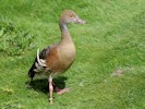 Plumed Whistling Duck (WWT Slimbridge 28/07/12) ©Nigel Key