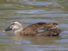 Spot-Billed Duck (WWT Slimbridge 28/07/12) ©Nigel Key