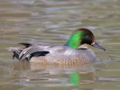 Falcated Duck (WWT Slimbridge 28/07/12) ©Nigel Key