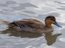 Philippine Duck (WWT Slimbridge July 2012) - pic by Nigel Key