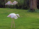 Greater Flamingo (WWT Slimbridge 28/07/12) ©Nigel Key