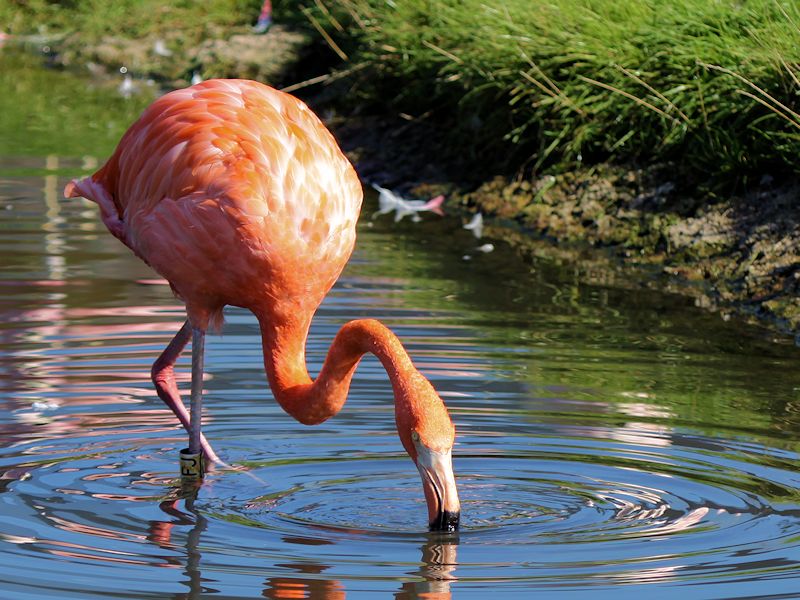 Greater Flamingo (WWT Slimbridge 04/09/13) ©Nigel Key