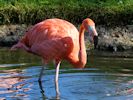 American Flamingo (WWT Slimbridge 04/09/13) ©Nigel Key