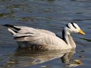 Bar-Headed Goose (WWT Slimbridge 04/09/13) ©Nigel Key