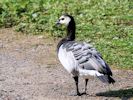 Barnacle Goose (WWT Slimbridge 04/09/13) ©Nigel Key