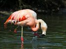 Chilean Flamingo (WWT Slimbridge 04/09/13) ©Nigel Key