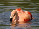 Chilean Flamingo (WWT Slimbridge 04/09/13) ©Nigel Key