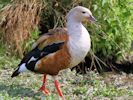 Orinoco Goose (WWT Slimbridge 04/09/13) ©Nigel Key