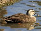 Spot-Billed Duck (WWT Slimbridge 04/09/13) ©Nigel Key