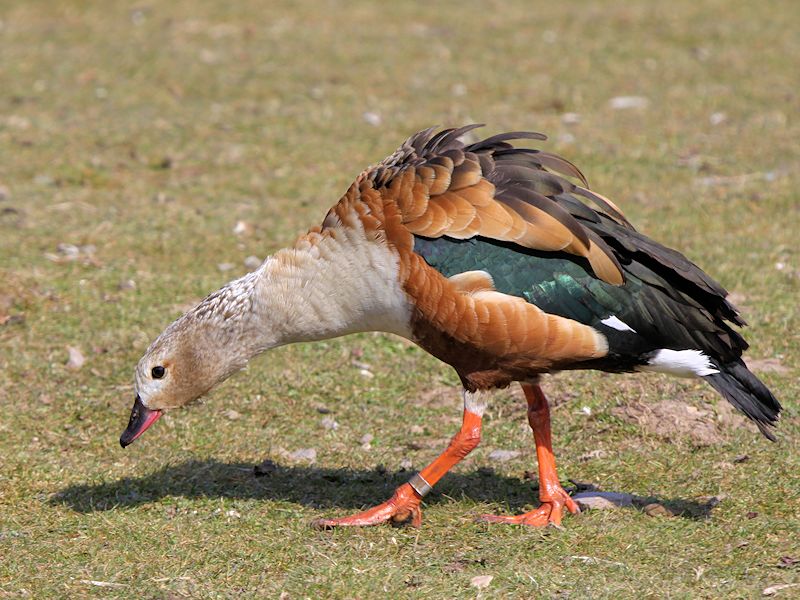 Orinoco Goose (WWT Slimbridge 06/04/13) ©Nigel Key