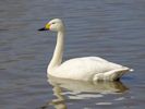 Bewick's Swan (WWT Slimbridge 06/04/13) ©Nigel Key