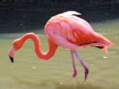 American Flamingo (WWT Slimbridge 06/04/13) ©Nigel Key