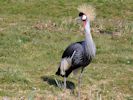 Grey-Crowned Crane (WWT Slimbridge 06/04/13) ©Nigel Key