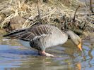 Greylag Goose (WWT Slimbridge 06/04/13) ©Nigel Key