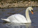 Mute Swan (WWT Slimbridge April 2013) - pic by Nigel Key