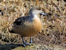 Patagonian Crested Duck (WWT Slimbridge 06/04/13) ©Nigel Key