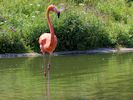American Flamingo (WWT Slimbridge 06/07/13) ©Nigel Key