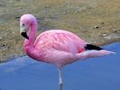 Andean Flamingo (WWT Slimbridge 06/07/13) ©Nigel Key