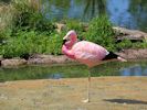 Andean Flamingo (WWT Slimbridge 06/07/13) ©Nigel Key