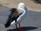 Andean Goose (WWT Slimbridge 06/07/13) ©Nigel Key