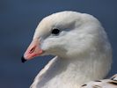 Andean Goose (WWT Slimbridge 06/07/13) ©Nigel Key
