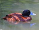 Argentinian Ruddy Duck (WWT Slimbridge 06/07/13) ©Nigel Key